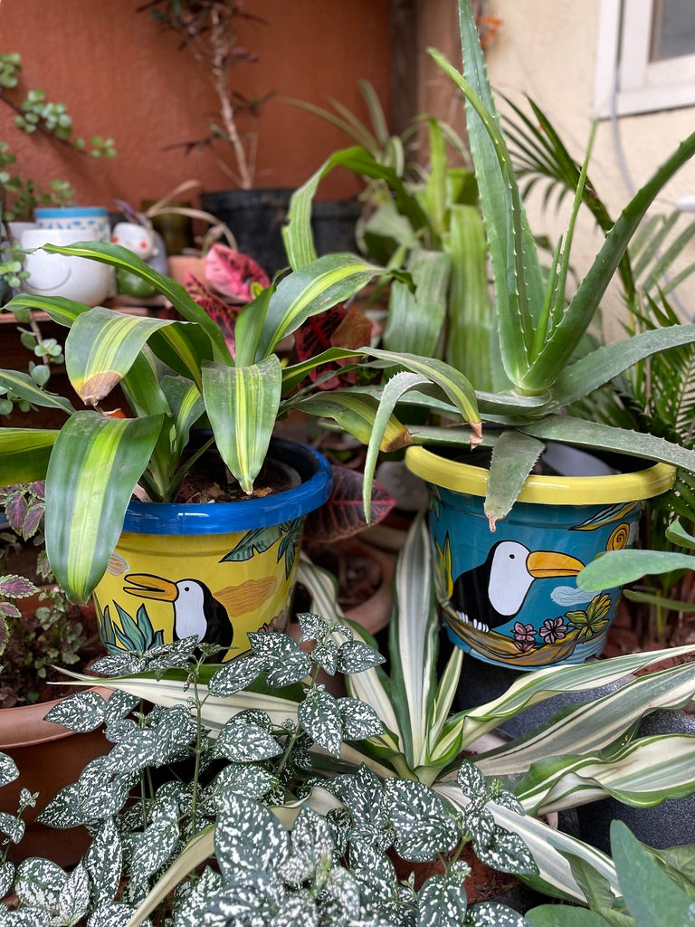 Big Toucan - Planter